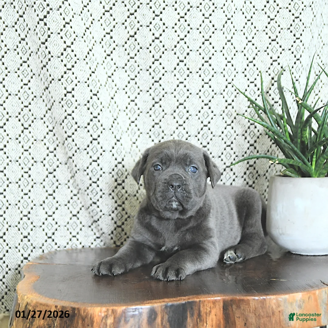 Cane Corso dogs for sale: Athena - Ad 5