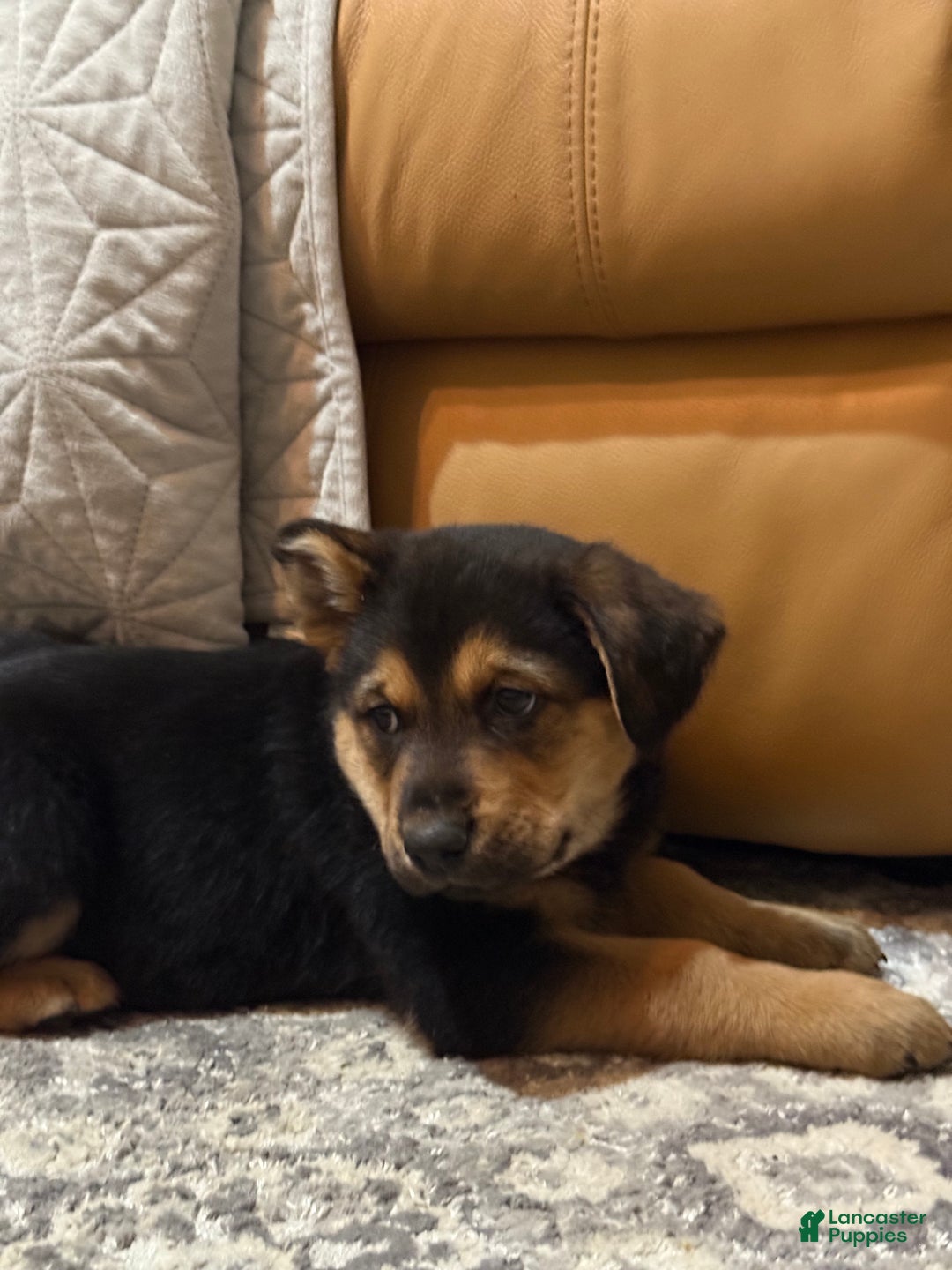 Mixed Breed dogs for sale: Mixed Breed Puppy 6 - Ad 15