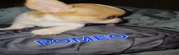 Chihuahua dogs for sale: Chihuahua 3 - Ad 8
