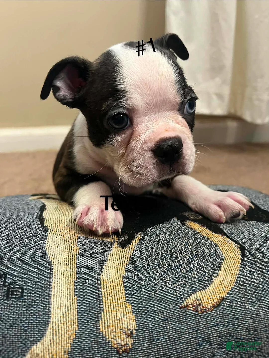 Boston Terrier dogs for sale: Boston Terrier 1 - Ad 1