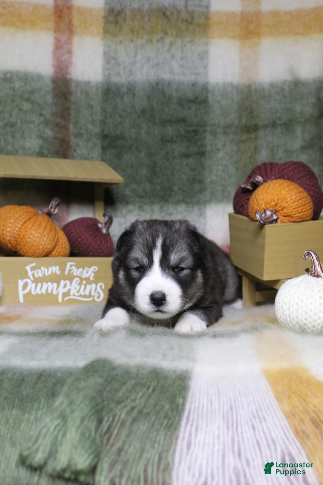 Siberian Husky dogs for sale: Yellow - Ad 1
