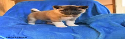 Akita dogs for sale: Violet - Ad 3