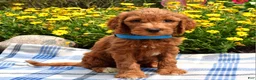 Sheepadoodle dogs for sale: Simba - Ad 6