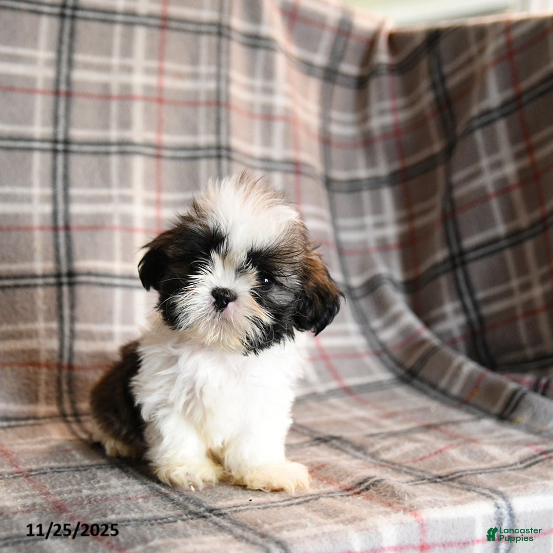 Shih Tzu dogs for sale: Congo - Ad 1