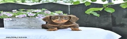 Dachshund dogs for sale: Duke - Ad 1