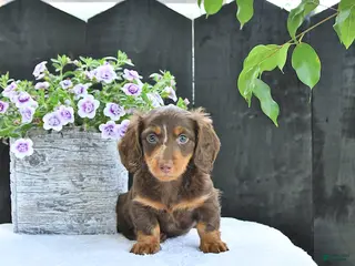 Dachshund dogs for sale: Duke - Ad 3
