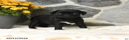 Pug dogs for sale: Pickles - Ad 2
