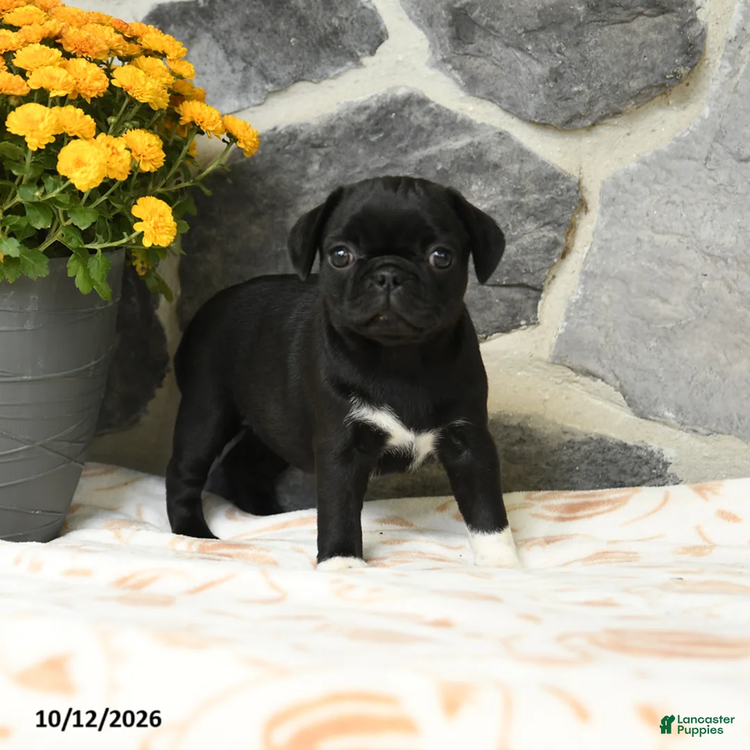 Pug dogs for sale: Pickles - Ad 2