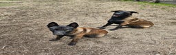 Belgian Malinois dogs for sale: Magenta - Ad 9