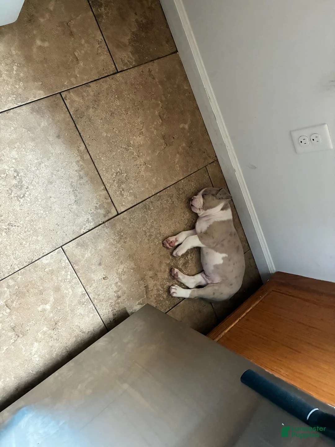 American Bully dogs for sale: American Bully (Male#2) - Ad 2