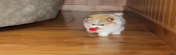 Pomeranian dogs for sale: Teacup Preston - Ad 7