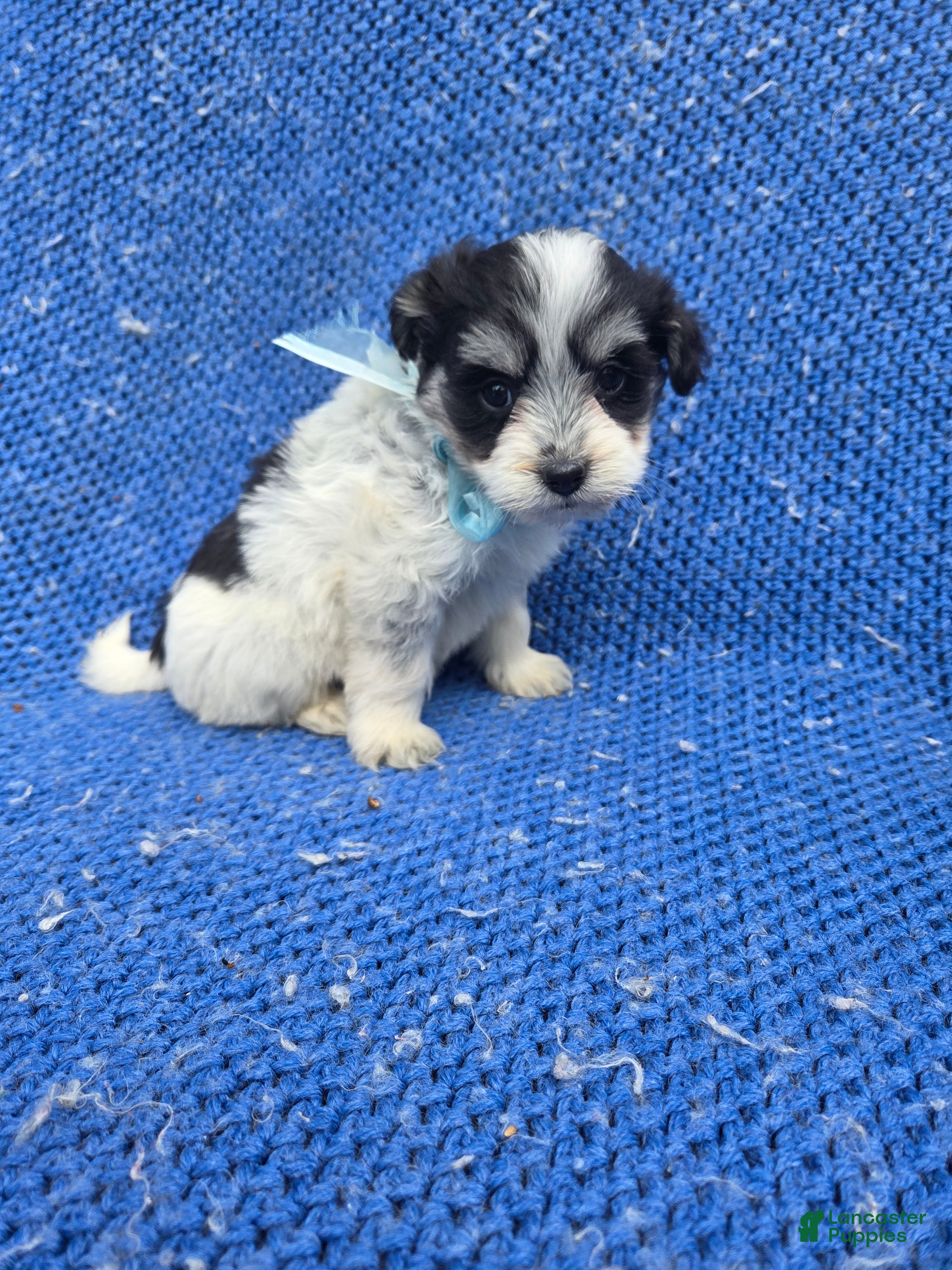 Morkie dogs Oreo  - Ad 5