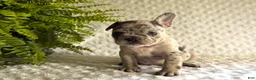 French Bulldog dogs for sale: Jack in The Box - Ad 8