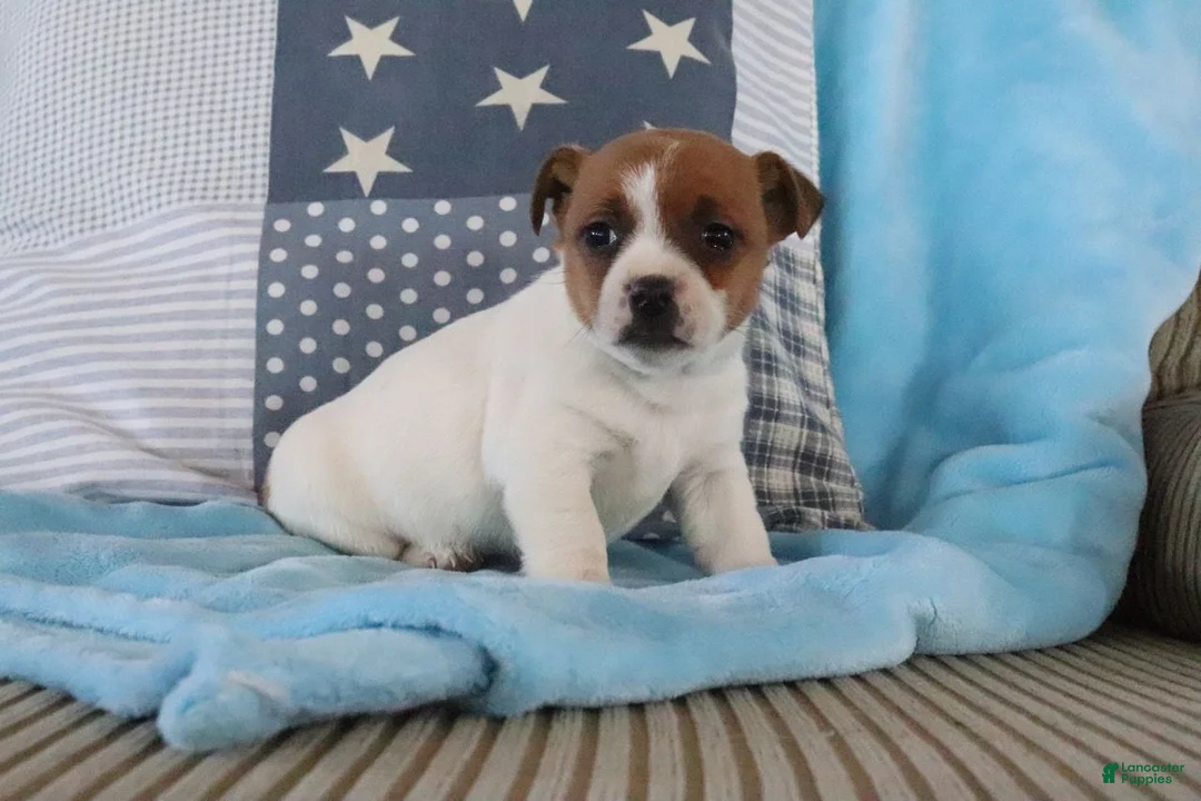 Jack Russell Terrier dogs for sale: Stephanie - Ad 2