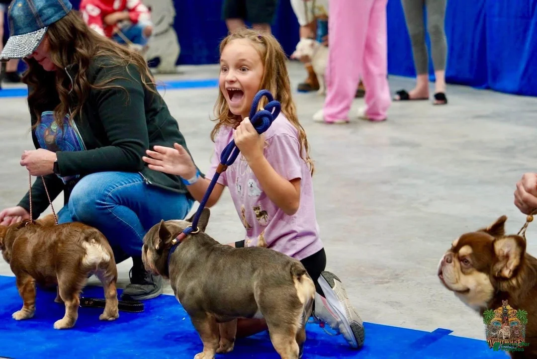 French Bulldog dogs for stud: Mr. Steal Yo Girl “Tinder” Blue  - Ad 15