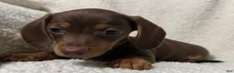 Miniature Dachshund dogs for sale: BAE - Ad 7