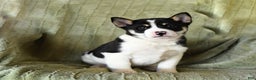 Mixed Breed dogs for sale: Snuffles - Ad 3