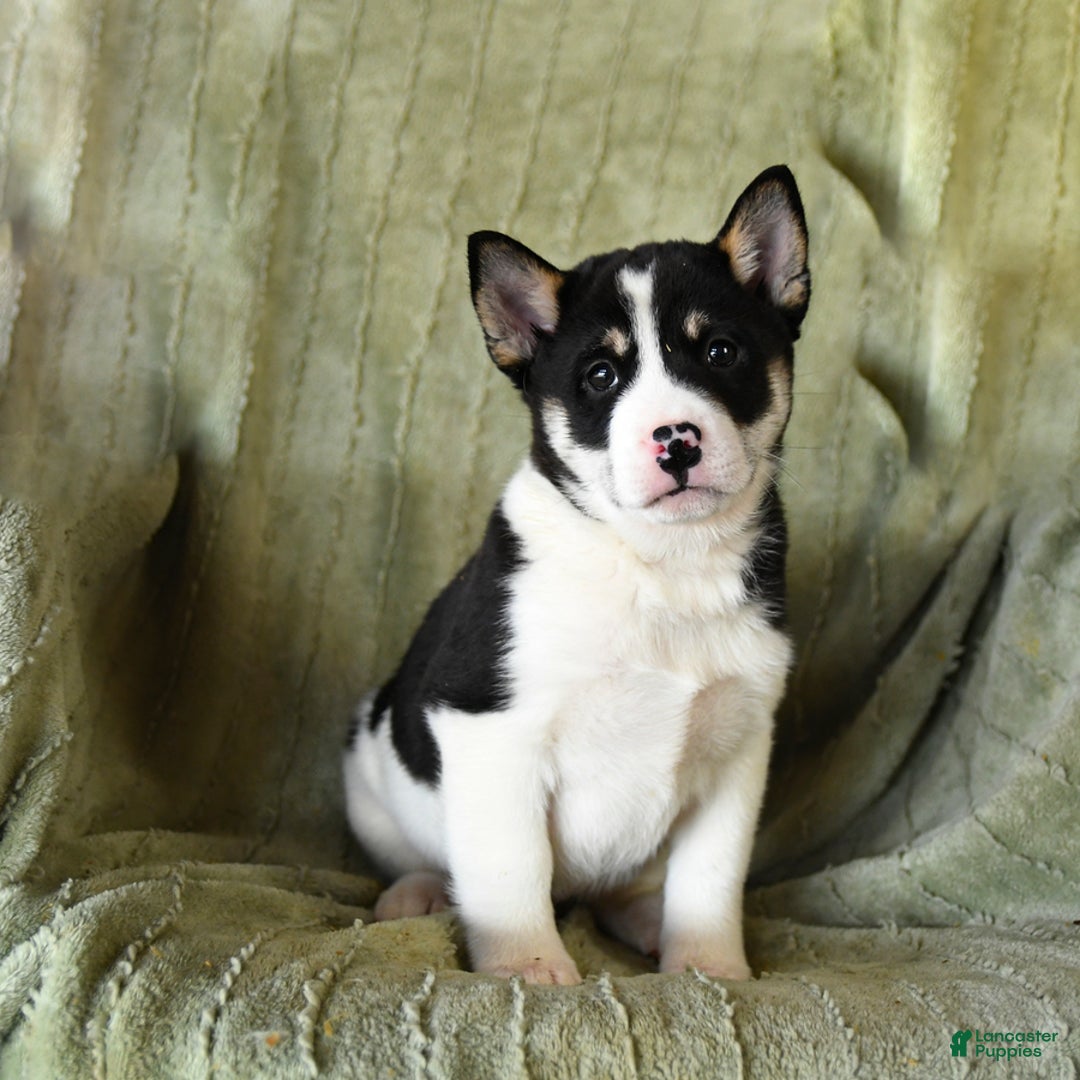 Mixed Breed dogs for sale: Snuffles - Ad 3