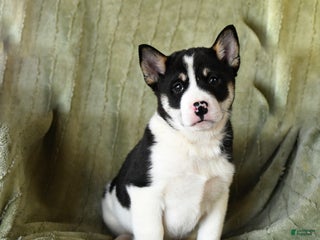 Mixed Breed dogs Snuffles - Ad 29