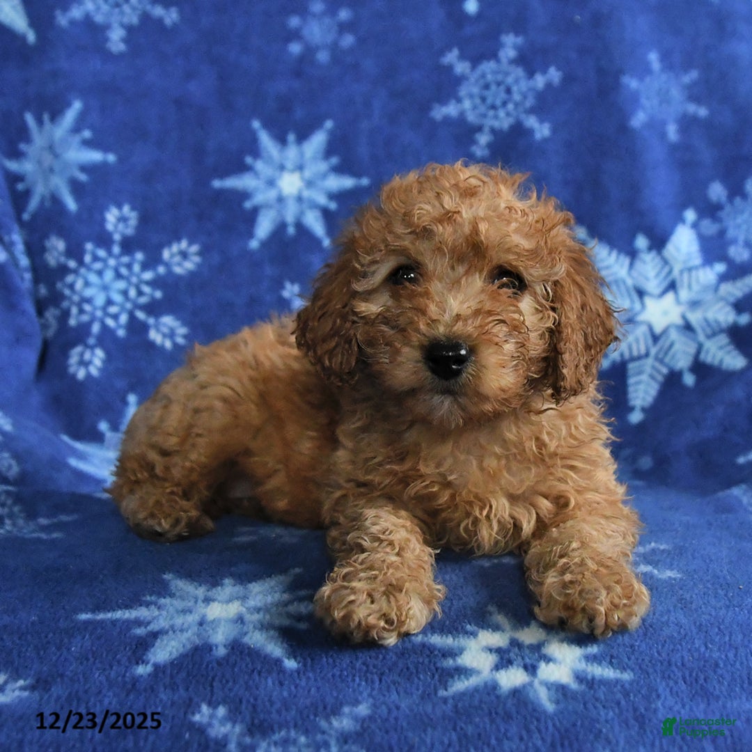 Mini Goldendoodle dogs for sale: Emma - Ad 3