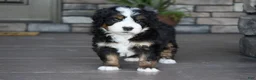 Mini Bernedoodle dogs for sale: Jodie - Ad 18