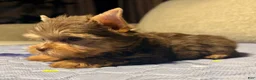 Yorkshire Terrier dogs for sale: Expresso - Ad 3