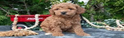 Cavapoo dogs for sale: Shay - Ad 1