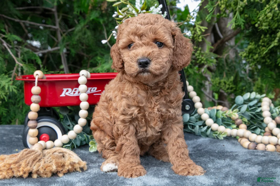 Cavapoo dogs for sale: Shay - Ad 1