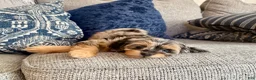 Mixed Breed dogs for sale: Rosie - Ad 5