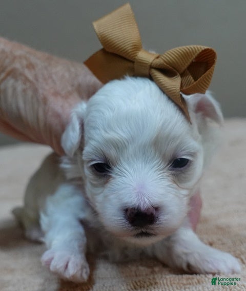 Maltipoo dogs Zuko - Ad 38