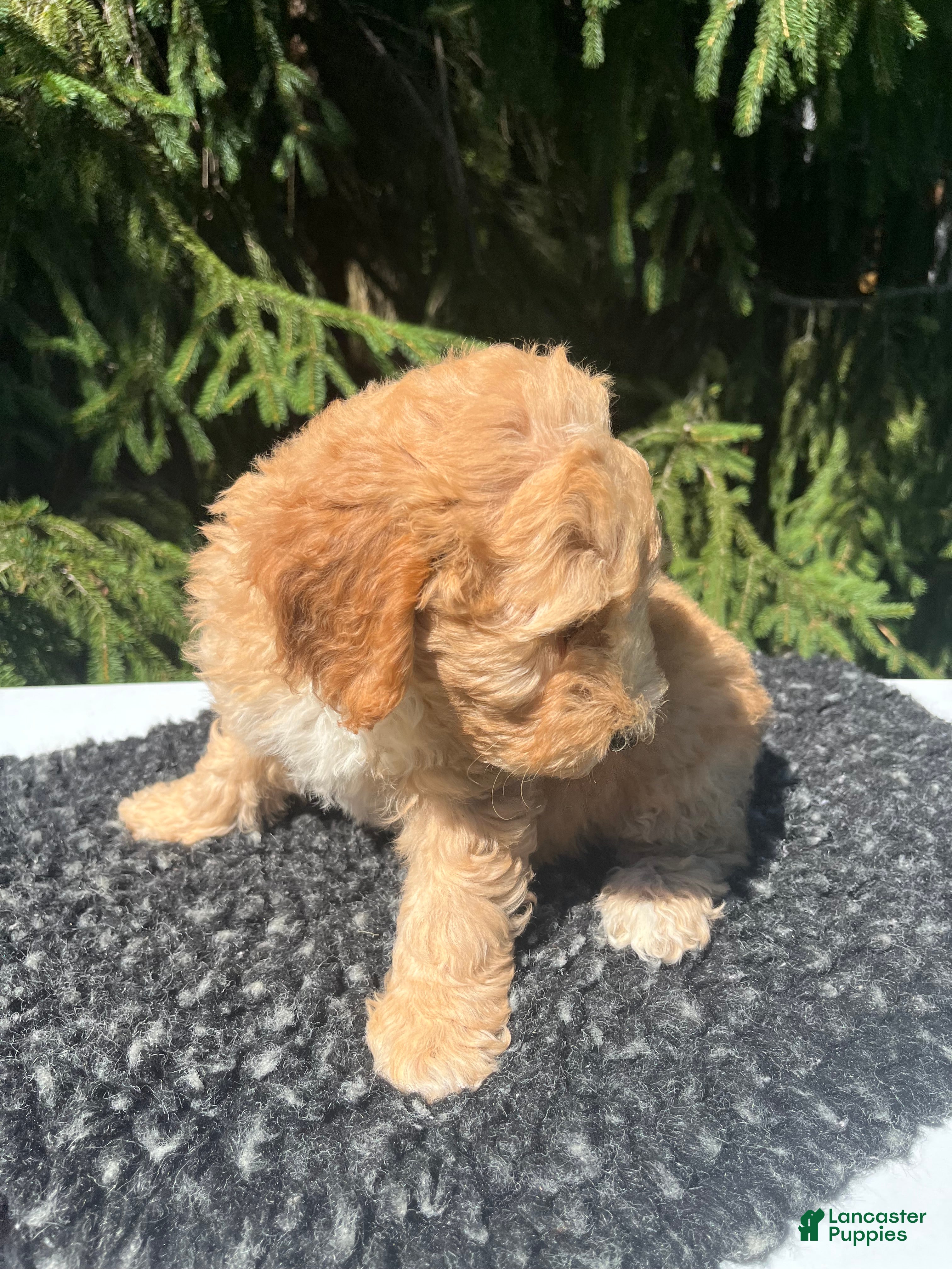 Mini Goldendoodle dogs Bella - Ad 2