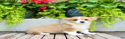 Welsh Corgi Pembroke dogs for sale: Rose - Ad 5