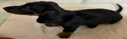 Dachshund dogs for sale: Cash - Ad 4