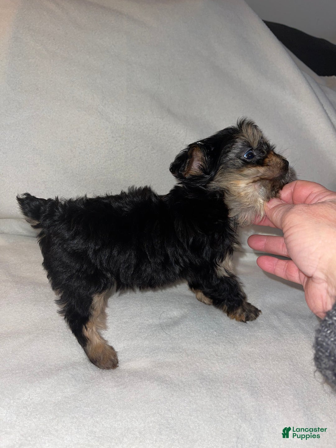Yorkiepoo dogs for sale: Lucy - Ad 4