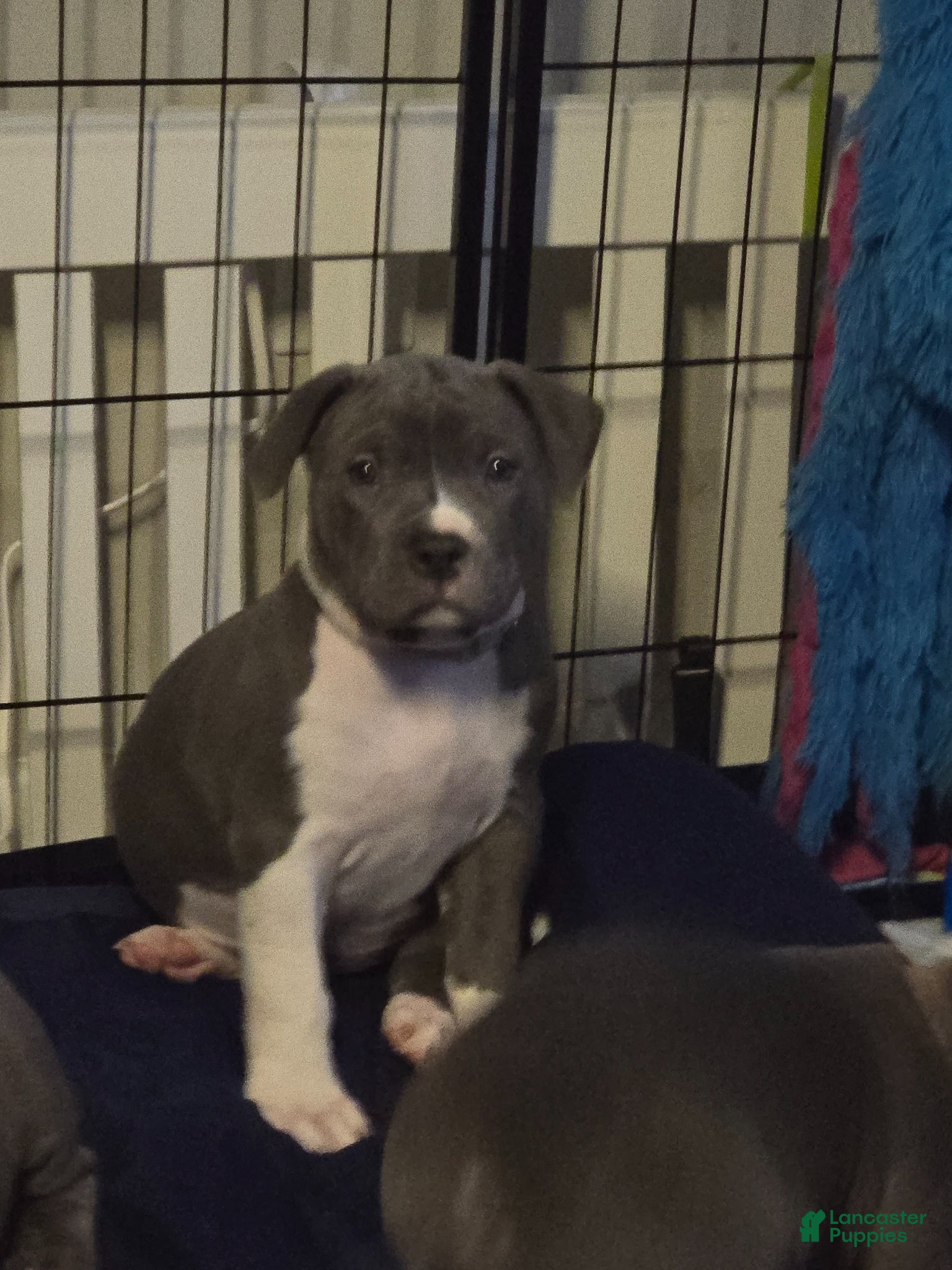 American Bully dogs for sale: Liu Kang - Ad 4