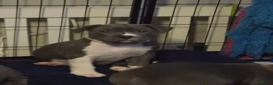 Liu Kang