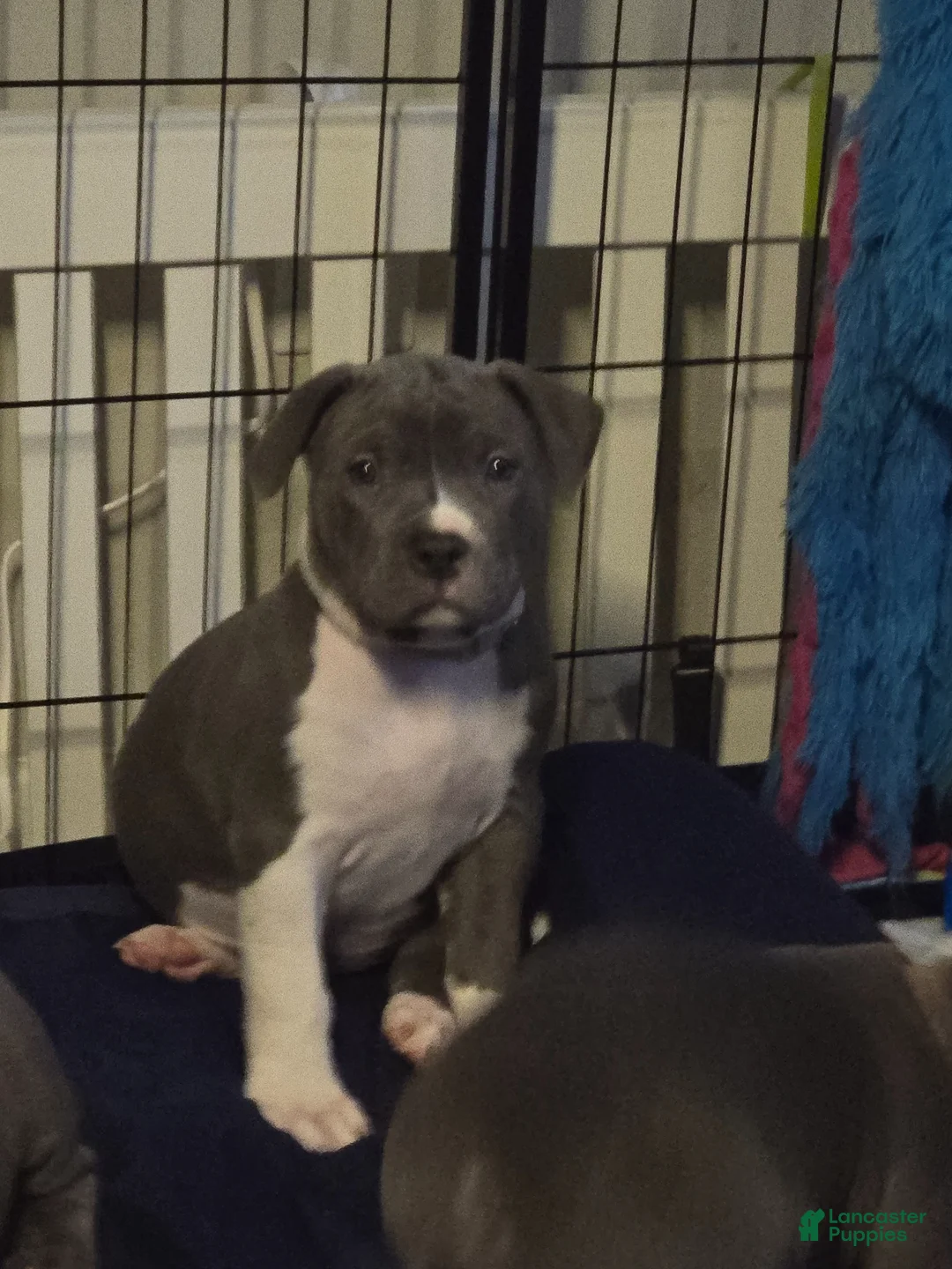 American Bully dogs for sale: Liu Kang - Ad 1