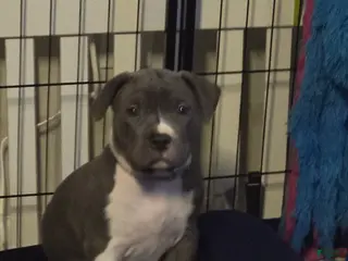 American Bully dogs for sale: Liu Kang - Ad 4