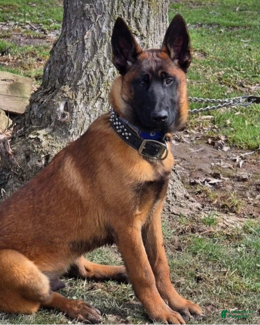 Belgian Malinois dogs for sale: Belgian Malinois 1 - Ad 13