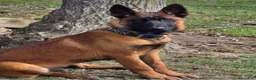 Belgian Malinois dogs for sale: Belgian Malinois 1 - Ad 1