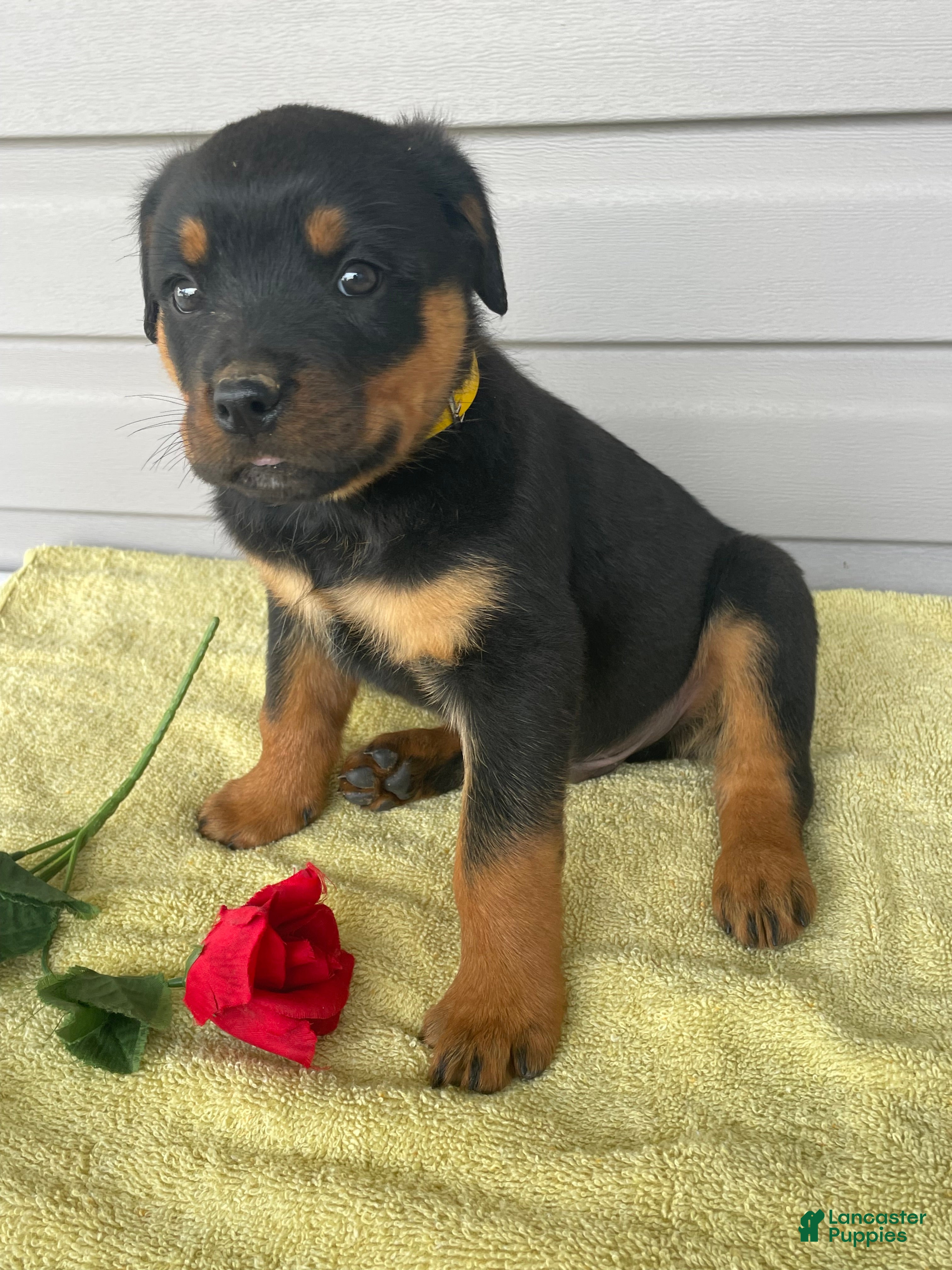 Rottweiler dogs Bentley - Ad 21