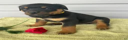 Rottweiler dogs for sale: Bentley - Ad 4