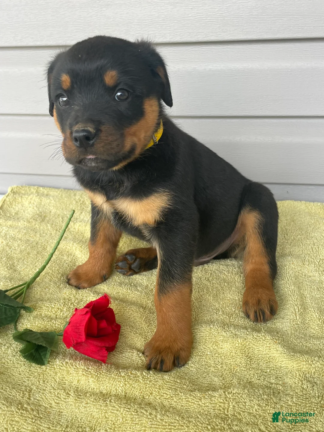 Rottweiler dogs for sale: Bentley - Ad 4