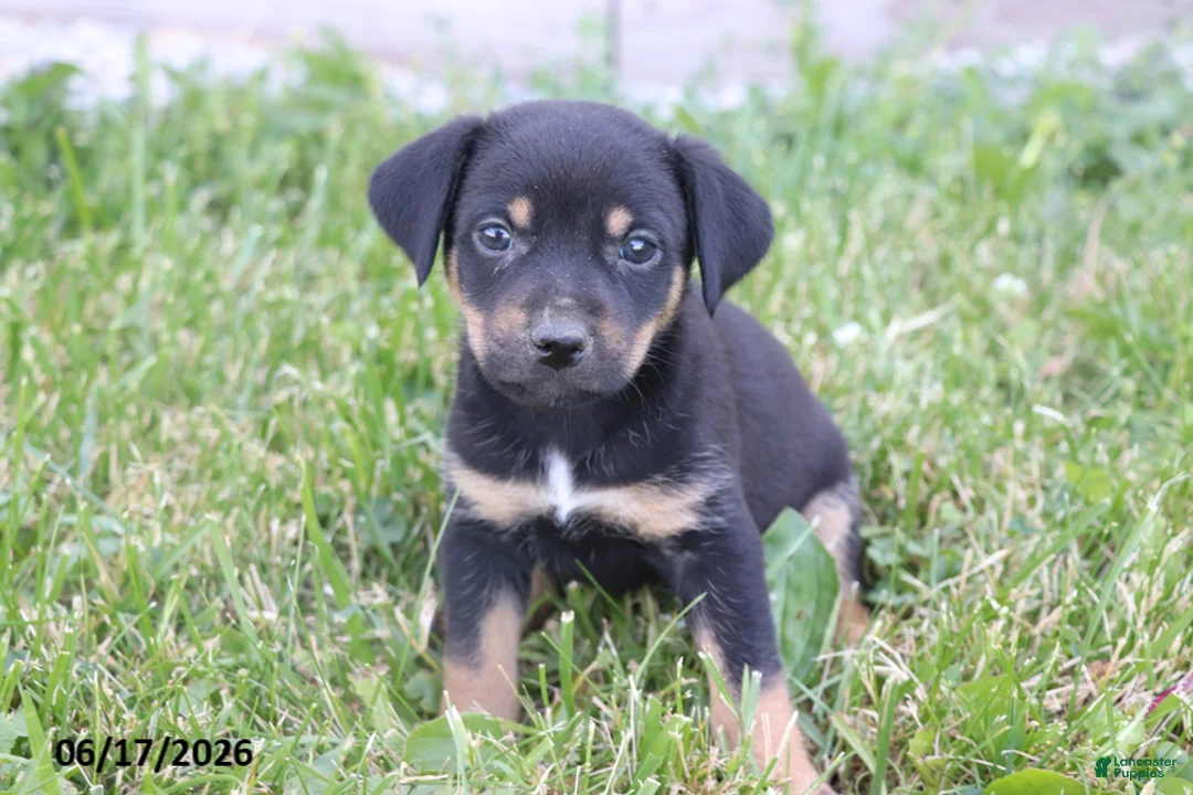 Mixed Breed dogs for sale: Sparky - Ad 3