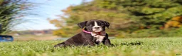 Boxer dogs for sale: Winnie - Ad 4