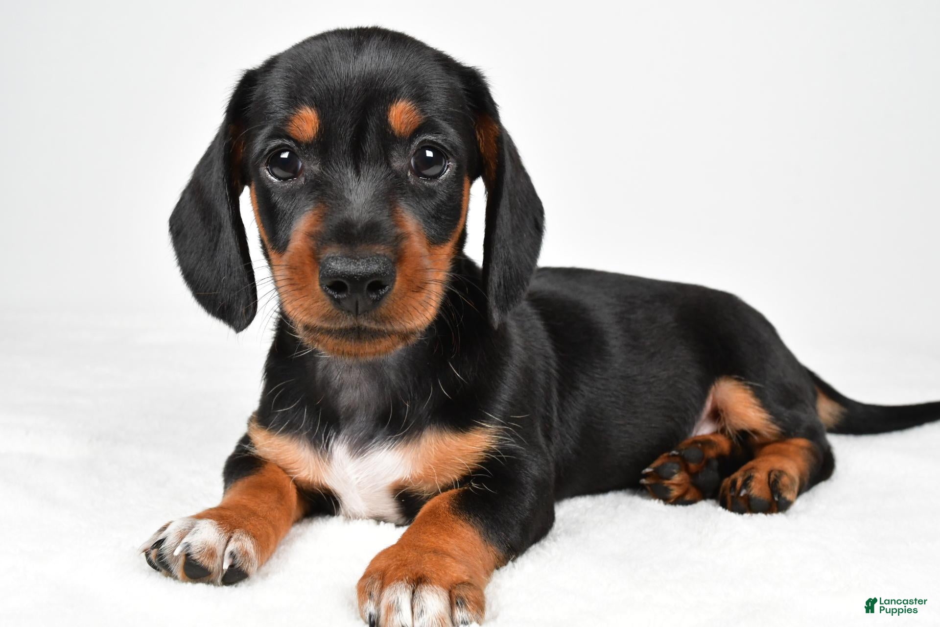 Miniature Dachshund dogs Lucy - Ad 1