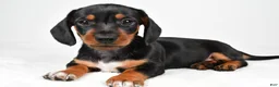 Miniature Dachshund dogs for sale: Lucy - Ad 1