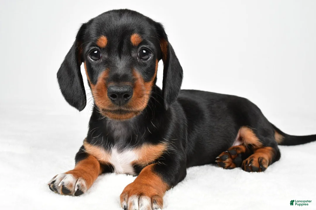 Miniature Dachshund dogs for sale: Lucy - Ad 1