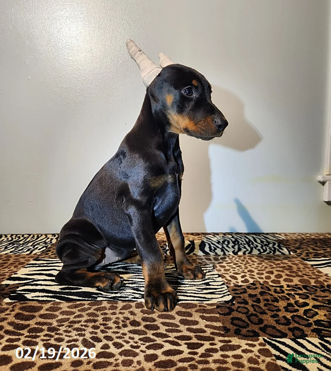 Doberman Pinscher dogs for sale: Roxy - Ad 3