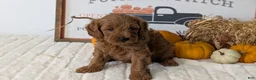 Mini Goldendoodle dogs for sale: Axel - Ad 5